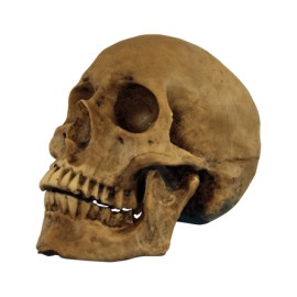 Resin Cranium