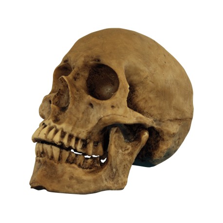 Resin Cranium