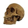 Resin Cranium