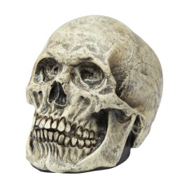 Skull Human