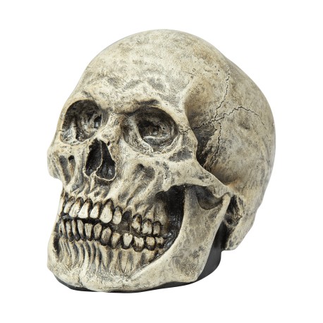 Skull Human