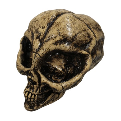 Alien resin skull