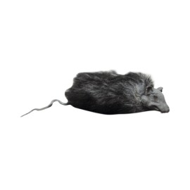 Rats
