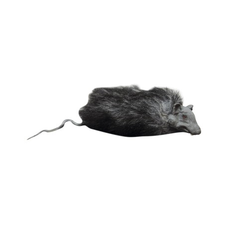 Rats