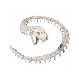 Esqueleto de serpiente