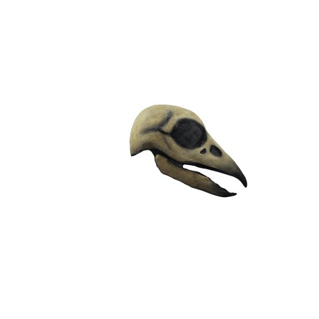 Raven skull