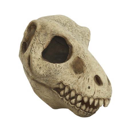 T Rex skull