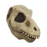T Rex skull