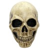 Bone skull