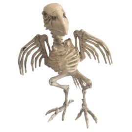 Parrot skeleton