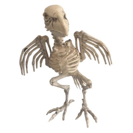 Parrot skeleton