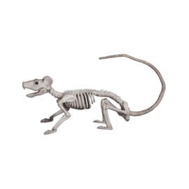 Rat skeleton