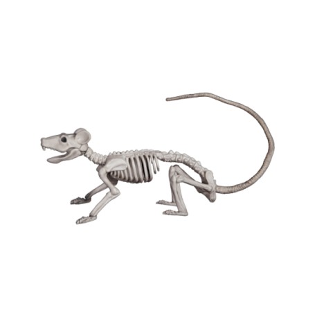 Rat skeleton