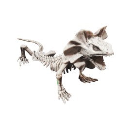 Lizard skeleton