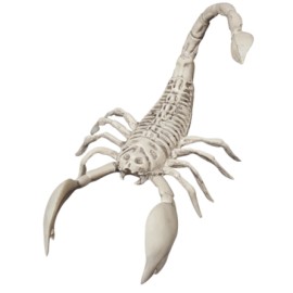 Scorpion skeleton