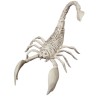 Scorpion skeleton