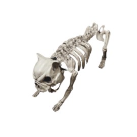 Dog skeleton
